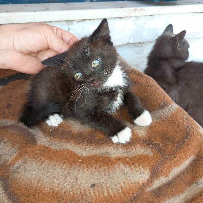 Котенок в добрые руки
