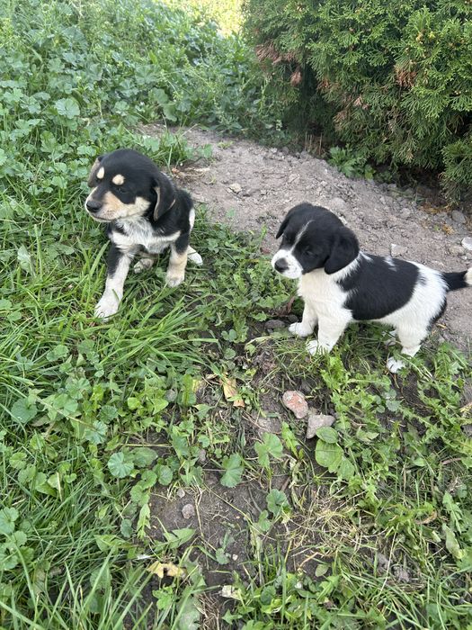 oddam w dobre ręce małe pieski