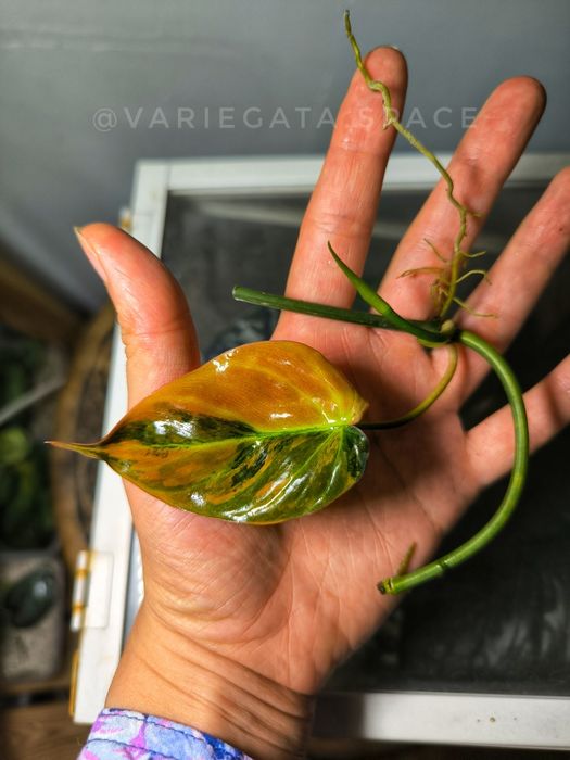Philodendron Micans variegata Mikans filodendron ukorzeniony liść 2 węzły