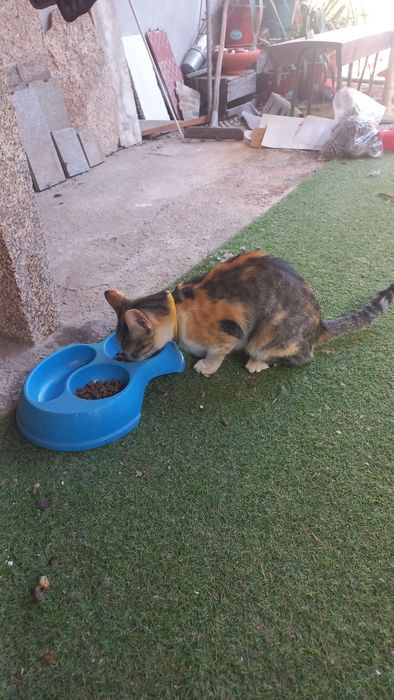 Dois cães e uma gata para doar
