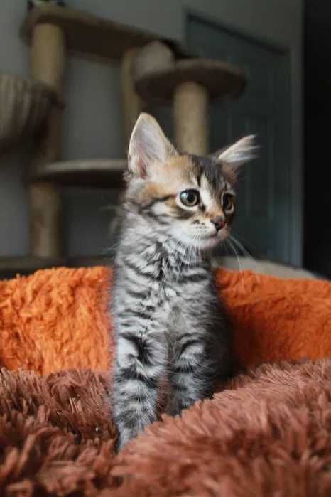 Маленька смугаста киця Тигруля чекає на тебе! Кошеня 3м (котенок)