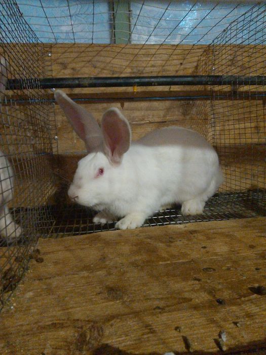 Продам кролів парувального віку.