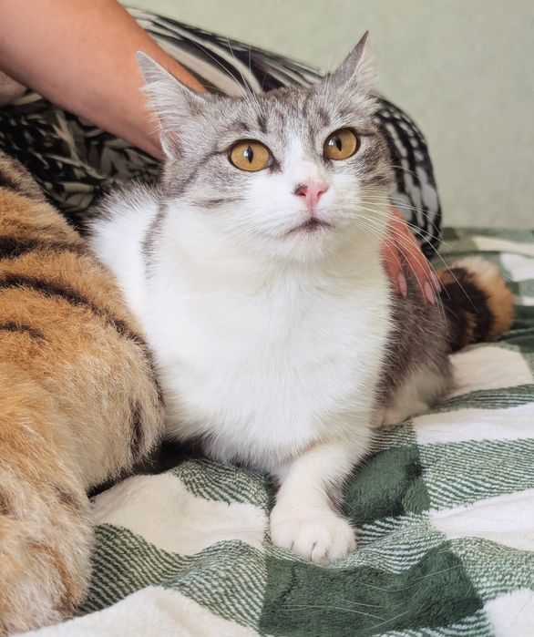 Киця Сурі шукаю дім