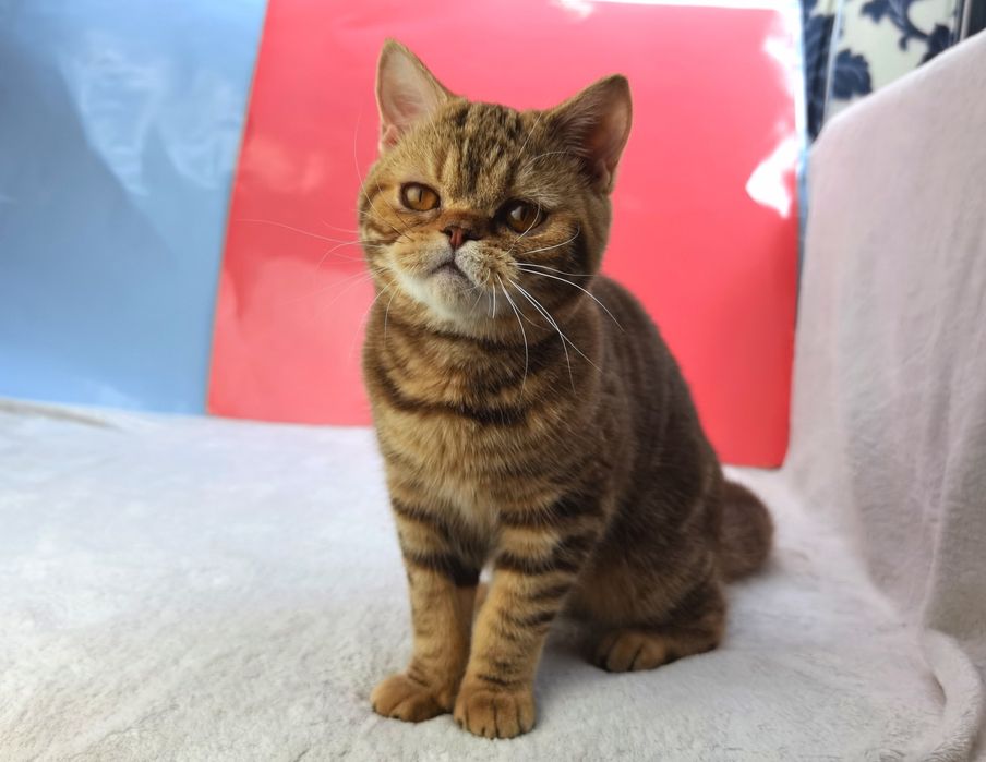 Шотландская девочка шоколадная мраморная с документами