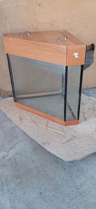 Акварицм угловой