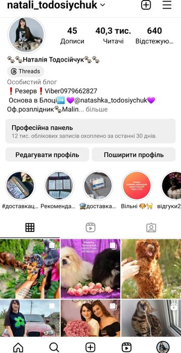 Високопородні бенгальські Кошенята