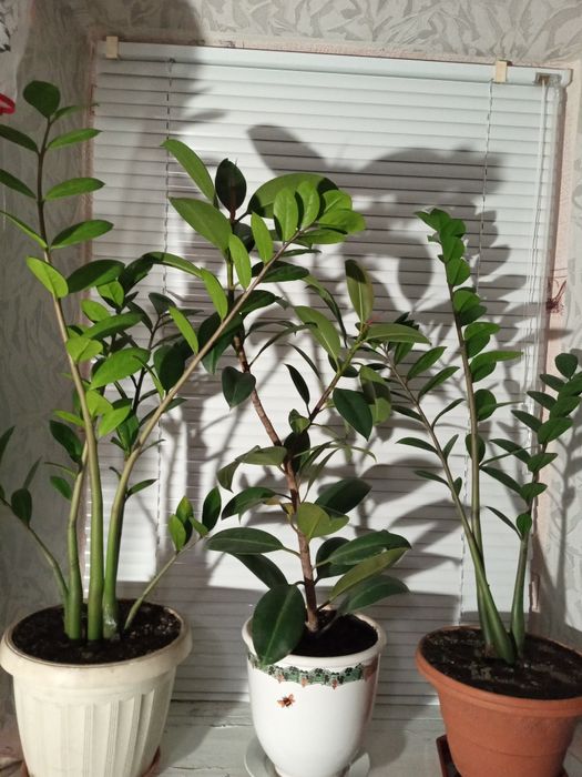 Продам квіти для дома.