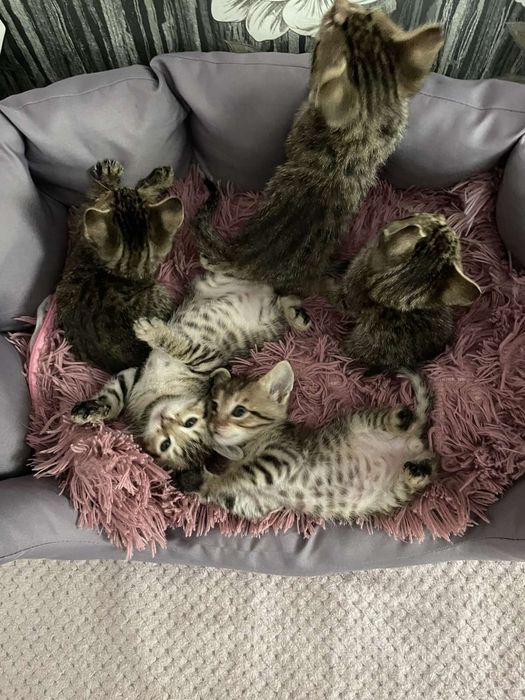 Бенгальські кошенята