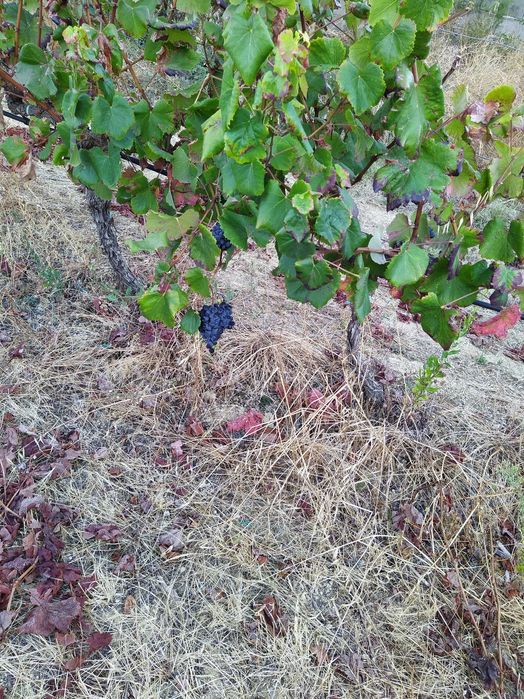 Uvas Tintas Piriquita e Aragonês
