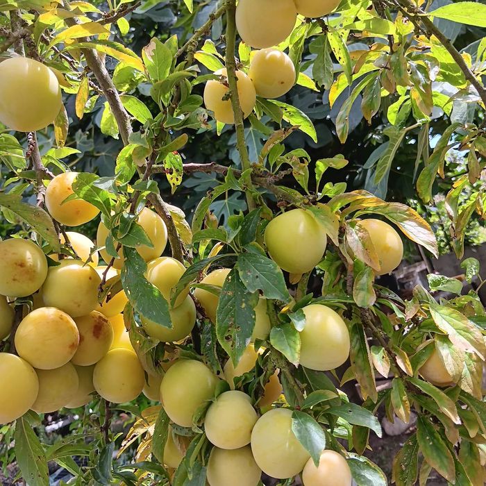 Árvores de frutos
