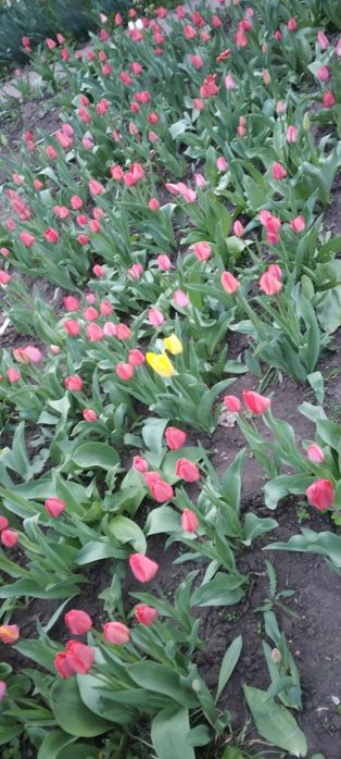 Квіти, тюльпани, букети