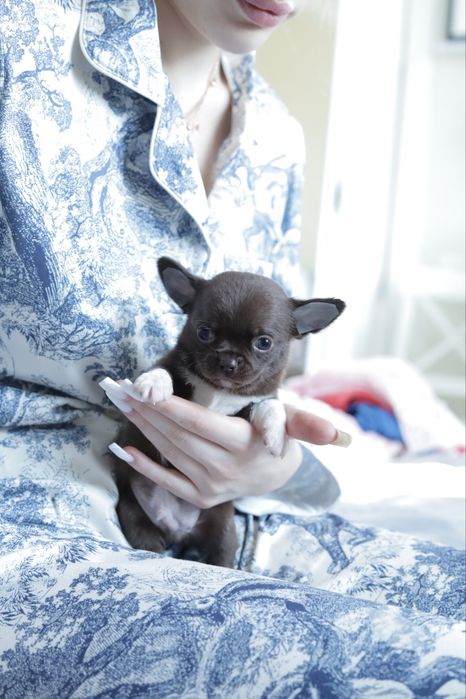 Chihuahua FCI chłopak