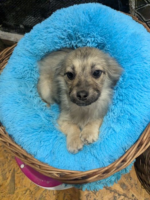 Цуценя у добрі руки