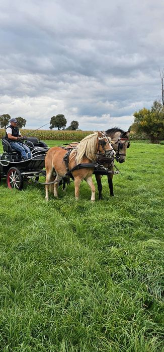 Klacz Haflinger Walka 4,5  roku
