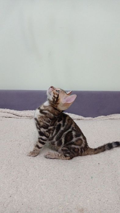 Бенгальські кошенята шоу класу