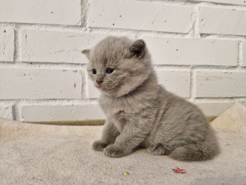 Kot brytyjski rodowód FPL legalna hodowla