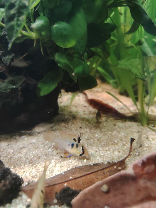 Ramirezis german blue( vários casais)