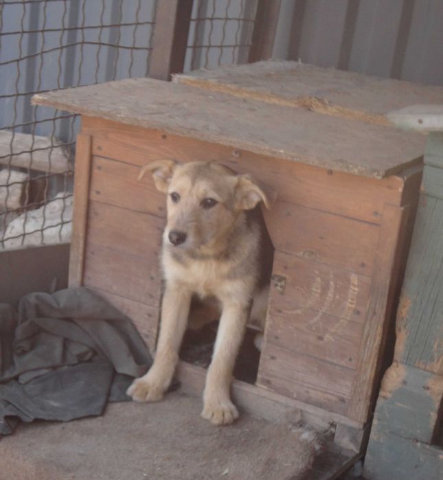 Девочки, 1 год. Стерилизованы. Ищут хозяина.