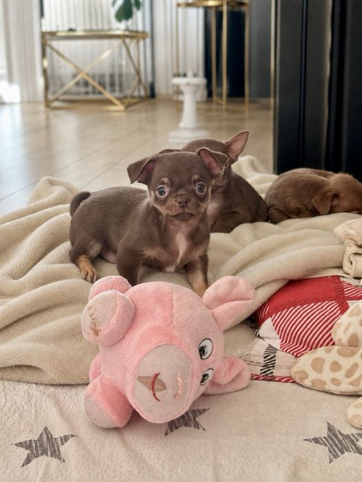 Unikatowy  piesek Chihuahua  czekoladowy