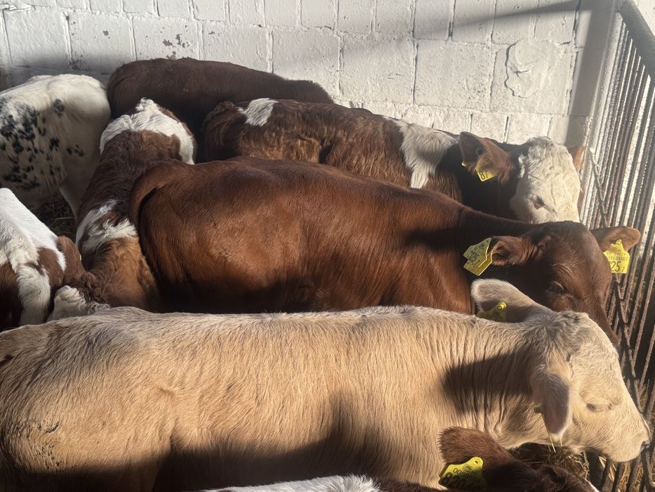 Cielaki ras mięsnych wybór