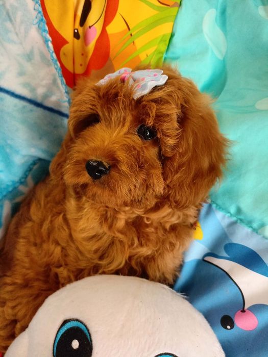 Cavapoo f1b piesek