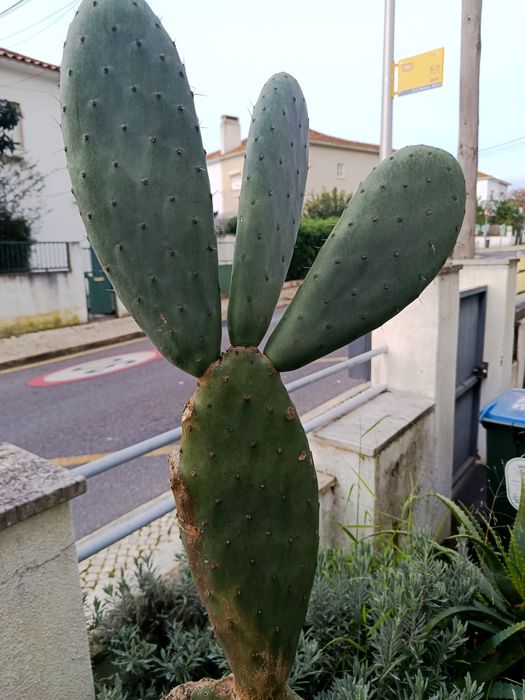 Suculentas de várias espécies