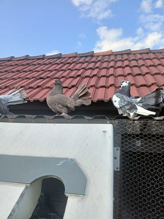 Pawiki indyjskie, pocztowe opale