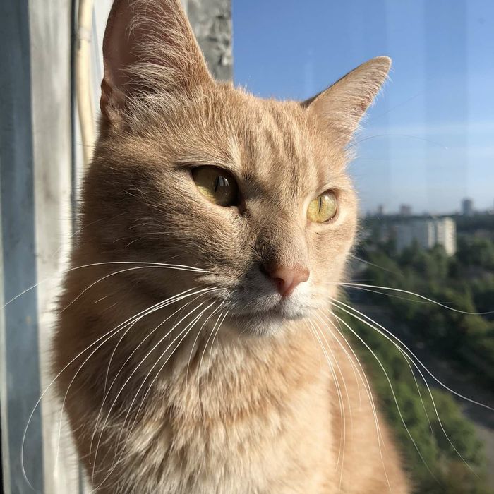 Ласковый рыжий красавец кот ищет любящую Семью!