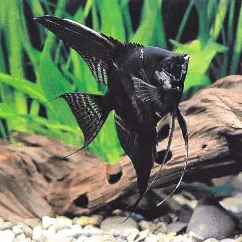 GB Skalar Czarny | Rozmiar "S" ok. 4cm - dowóz ryb!