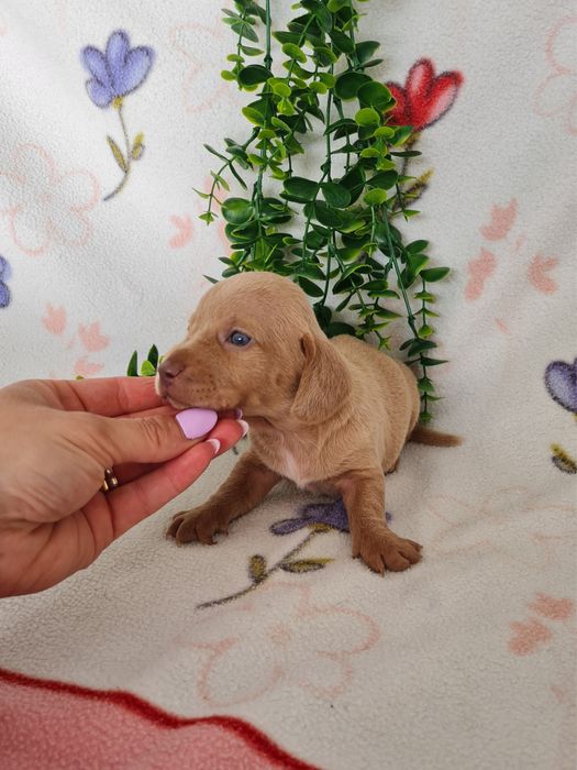 Estupendo macho Teckel cor rara de Qualidade
