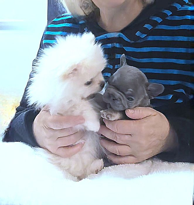 VIP Mini White Girl Teddy Bear Type