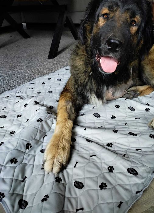 Dobrusia czeka na dom