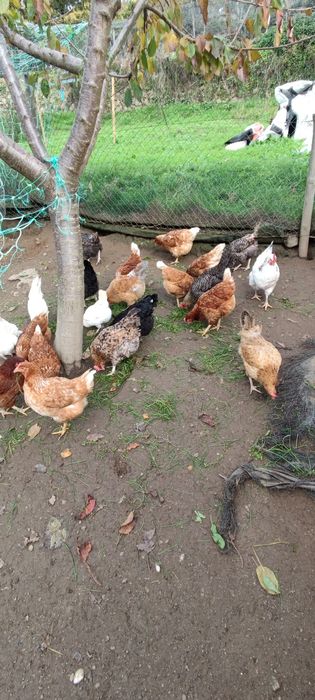 Ovos caseiros-biologicos