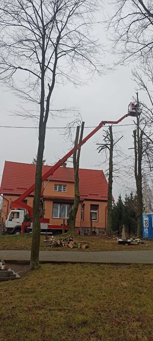 Usługi Podnośnikiem koszowym