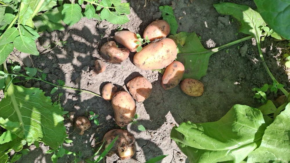 Картопля Слав'янка 14 грн