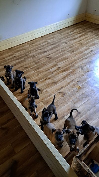Owczarek Belgijski Malinois