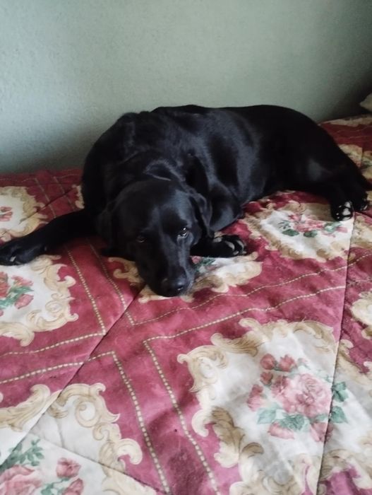 Luna uma labrador para adoção muito responsável