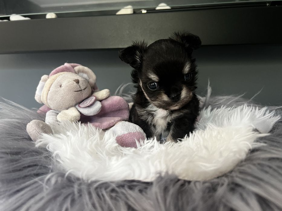 Black Prince Chi Love