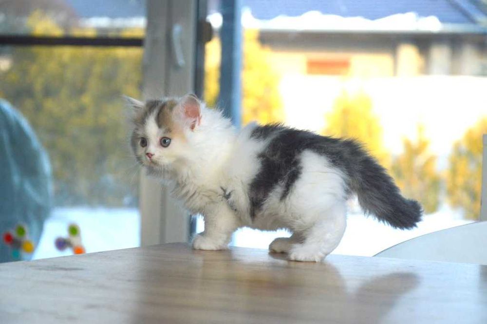 Kocurek szkocki prostouchy długowłosy scottish straight z rodowodem