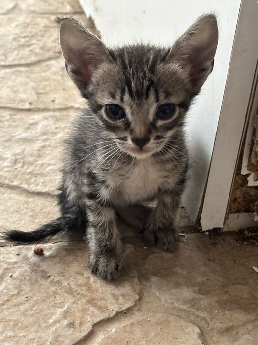 Gatos para adocao