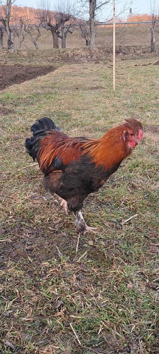 Kogut zmieni kurnik 
Na sprzedaż młody kogut