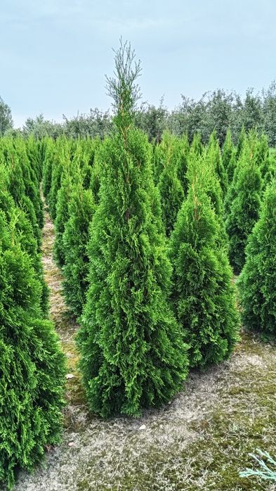 Sprzedam tuja szmaragd