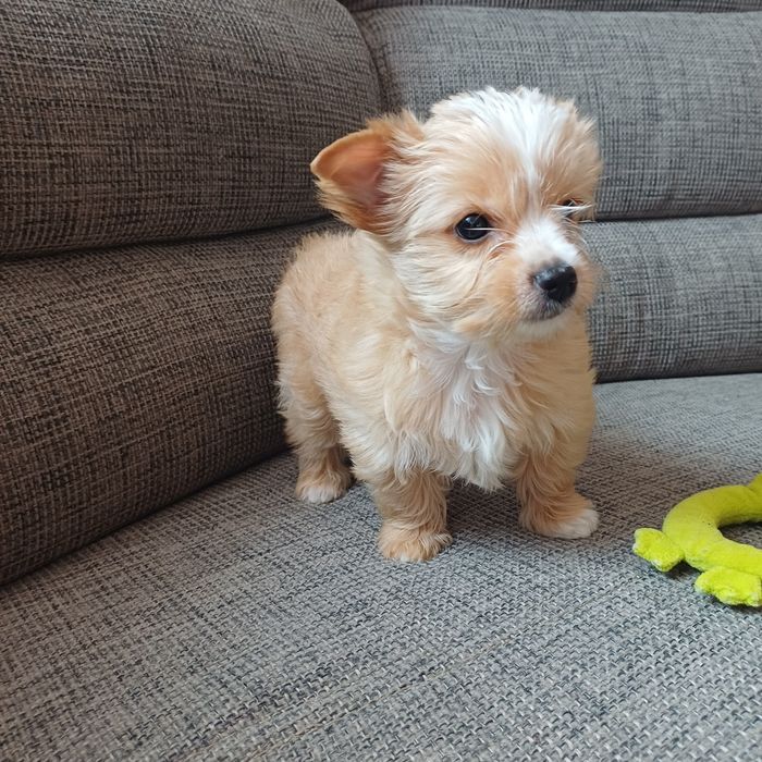 Yorkshiere Terrier suczka rodowodowa York