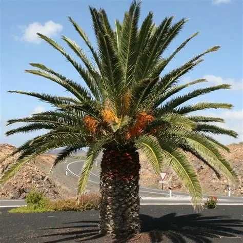 Sementes de palmeira das canarias