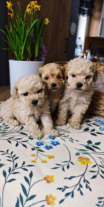 **Cockapoo** cudowny piesek!