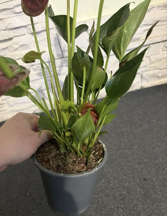 Антуріум! Розпродаж!Уцінка!