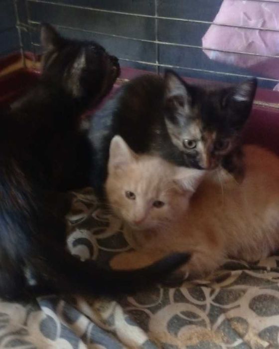 Котята в надёжные руки