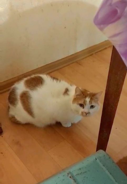 Отдам рыже-белого кота, кастрирован, умерла хозяйка