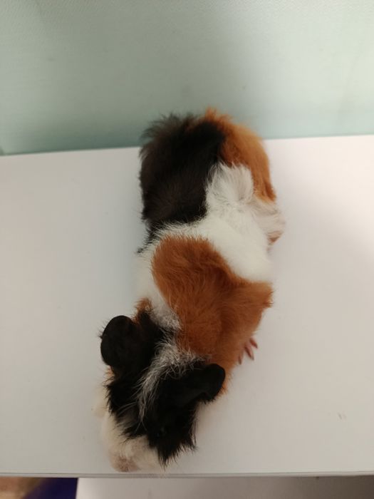 Хлопчик морська свинка маленька