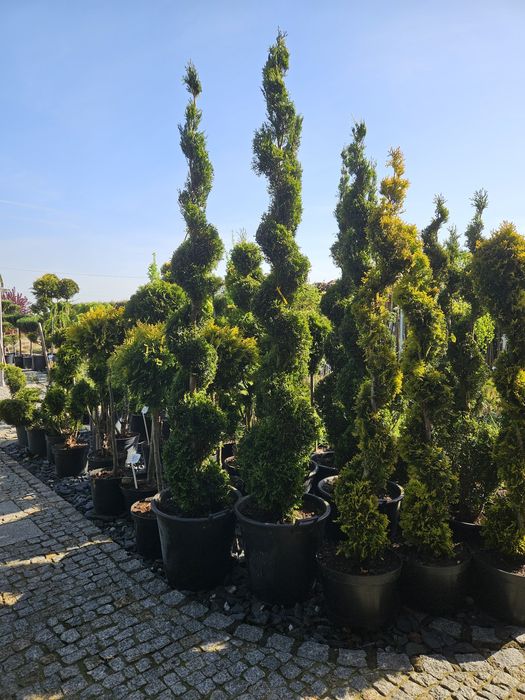 Tuja szmaragd 105  cm PRODUCENT